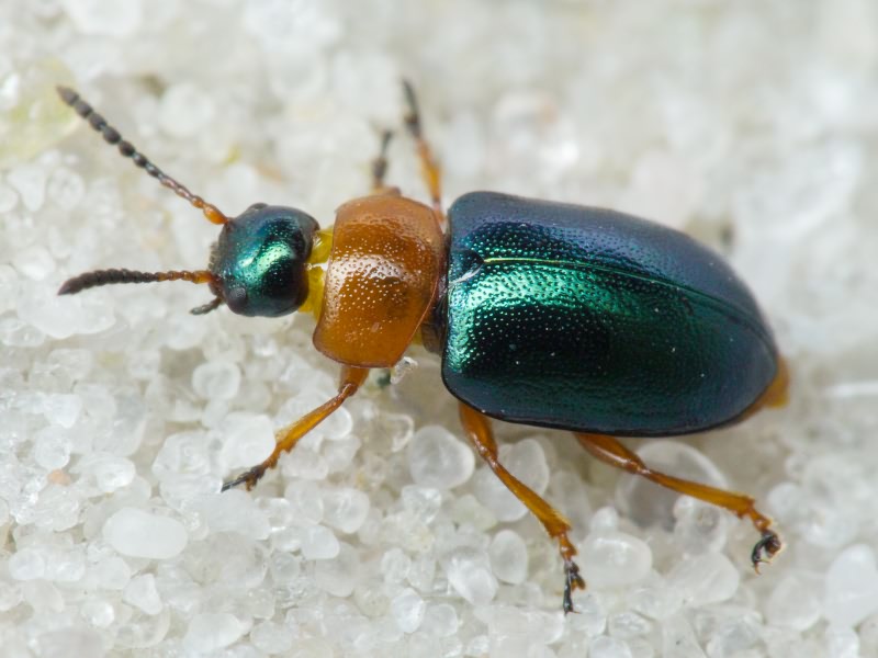 Gastrophysa polygoni (Linnaeus, 1758)